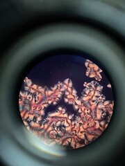 ascorbic acid crystals under microscope
