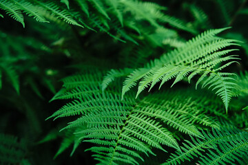 Natural blurred background of young fern leaves. Selective focus