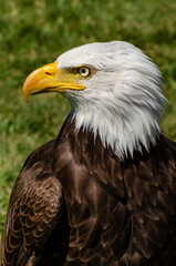 Obraz premium Bald Eagle Profile Lincoln