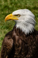 Foto op Plexiglas Bald Eagle Profile Lincoln © designerwriter
