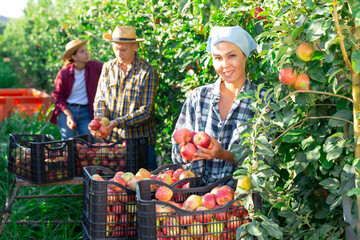Fototapeta premium Portrait of cheerful asian woman gardener picking sweet apples from tree at orchard