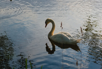 Fototapeta premium swan on the lake