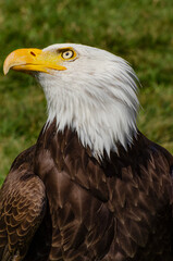 Bald Eagle Lincoln Looking Up