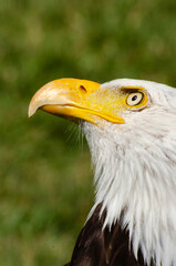 Bald Eagle Profile Looking Up