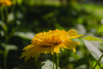 yellow dandelion flower