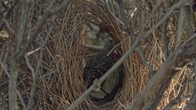 Great Bowerbird Pecking In A Twin-walled Avenue-type Bower In North Queensland, Australia. full shot