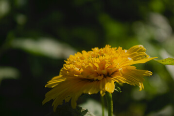  yellow flower