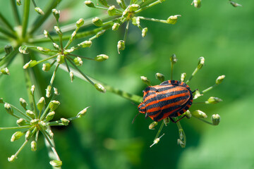 Graphosoma Lineatum . Shield bug. Macro. Small depth of sharpness.