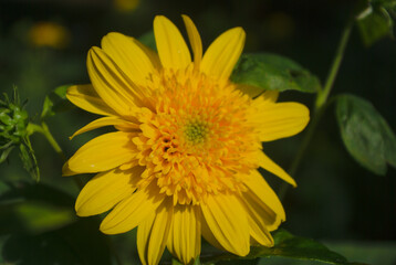 yellow flower in the garden