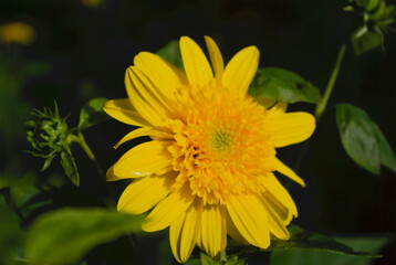  yellow flower