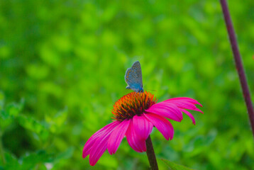 butterfly on a flower