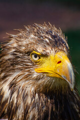Young Bald Eagle Close-up
