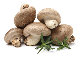 Shiitake mushroom on the White background 