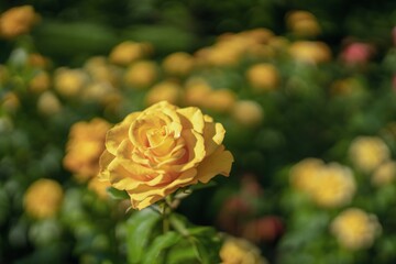 yellow roses in garden