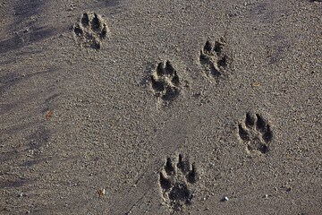 footprints in the sand dog abstract background texture beach