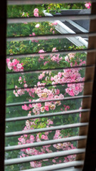 Fototapeta na wymiar flowers through the window