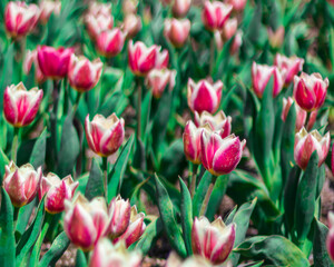 field of pink tulips