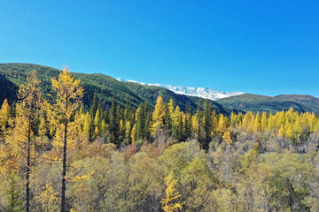landscape altai russia, autumn top view, drone over the forest