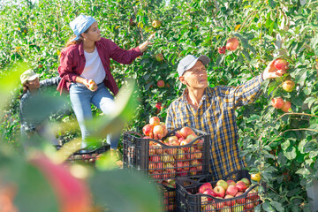 Naklejka na ściany i meble Man harvesting ripe apples on the farmer field
