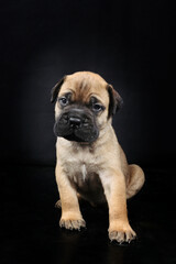 happy puppy bullmastiff sitting isolated on black 