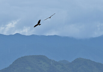 Fototapeta na wymiar 四国香川県の野鳥トンビ