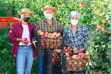 Obraz premium Portrait of group of farm workers in face masks posing with crates full of sweet ripe apples at orchard