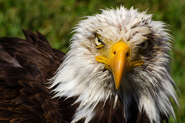 Stern Bald Eagle Look