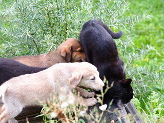 puppies Dogs playing with a cat in the garden park