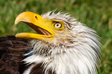 Profile of a Bald Eagle Screeching