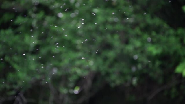 Mayfly that fell on the surface of the water.