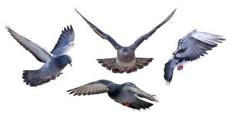 isolated on white four dark pigeons in flight © Alexander Potapov