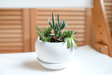 Folding ladder used as shelves for plants against wooden wall.