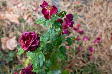Old roses in autumn garden. Rose bush with maroon flowers and faded petals lying on ground with pine needles, corner with unfocused background. 