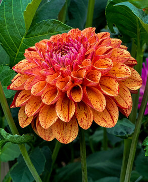 Orange Pincushion Dahlia