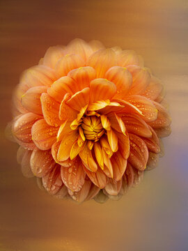 A Peach Dahlia Emerging from the Mists of Tme