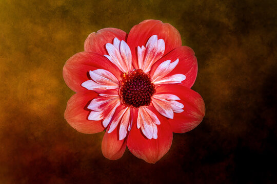 Dahlia the essence of red. Silverdale, Washington