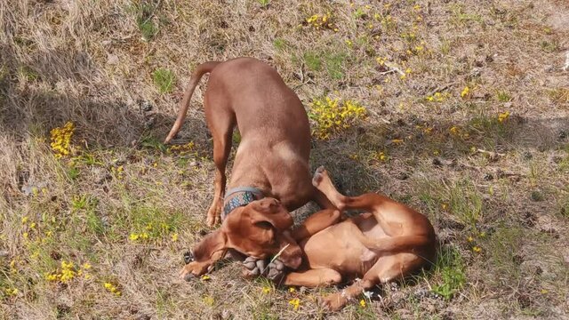 Young Hungarian Vizsla Dogs Playingin the Nature. Magyar Vizsla Hunting Dog