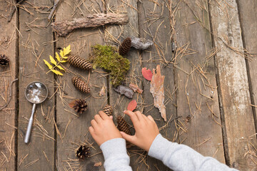 autumn collection of dry leaves and pine cones