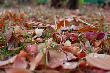 Autumn leaves on grass. Beautiful sunny day in garden with fallen leaves on lawn, selective focus and copy place. 