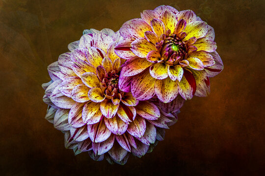 Great Beauty is what happens when purple and white with a touch of infused yellow combined in singular petals and mixed  in perfect circular symmetry produce this dahlia.