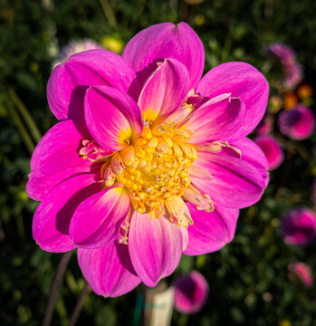 The New Pink