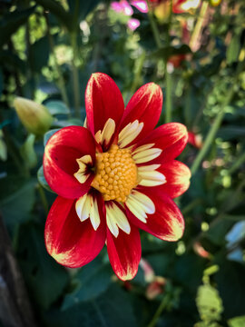 Red and yellow Dahlia in the Pacific Northwest, PNW, Washington state. 