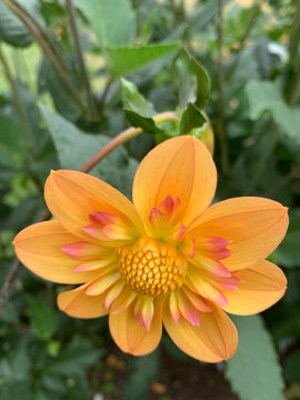 Spiral of the golden sun