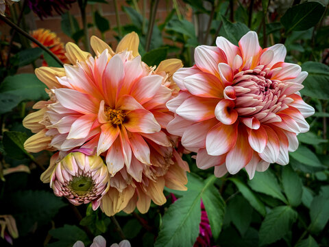 Twins in the Garden