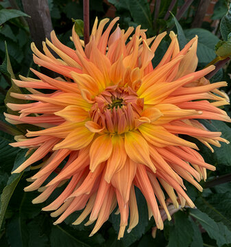 Dahlia Sea Anemone  