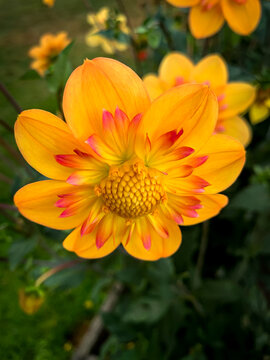 Touch Me with a burst of orange