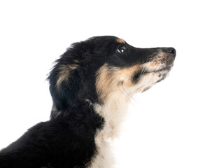 Miniature American Shepherd