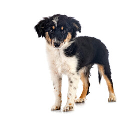 Miniature American Shepherd