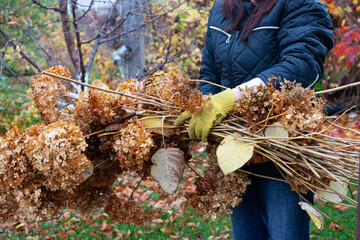 Farmer holds felled branches. Tree branches and dry grass after cleaning in garden on warm autumn...