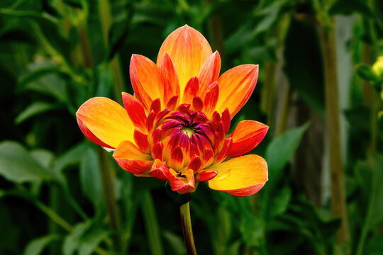 Brilliant Fall Dahlia